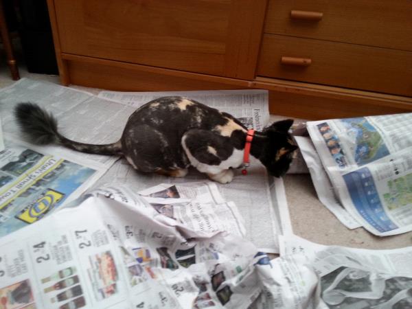 /Images/uploads/Humane Society of Utah/HSUCalendar/entries/949thumb.jpg